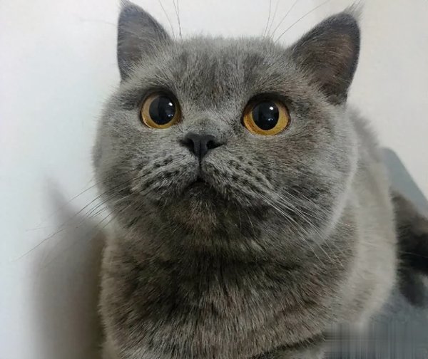 芒果配资 你可能永远不知道！猫咪一生最怕的3种惩罚