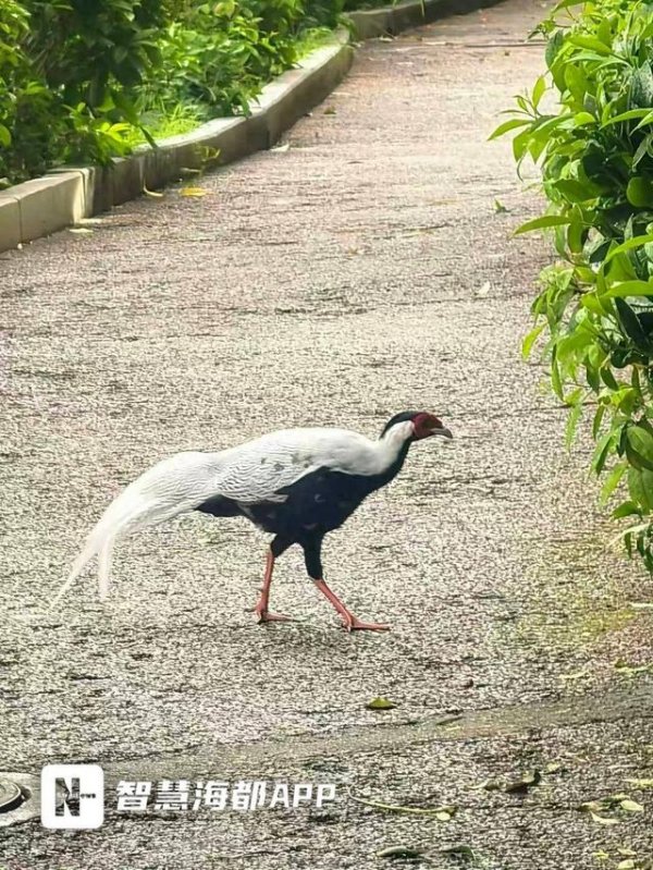 爱配资 国家二级保护动物白鹇亮相泉州东湖公园